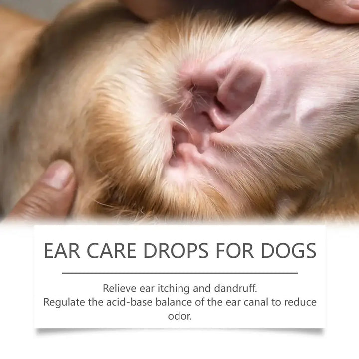 Drops for Yeast Infection On Dogs Ears