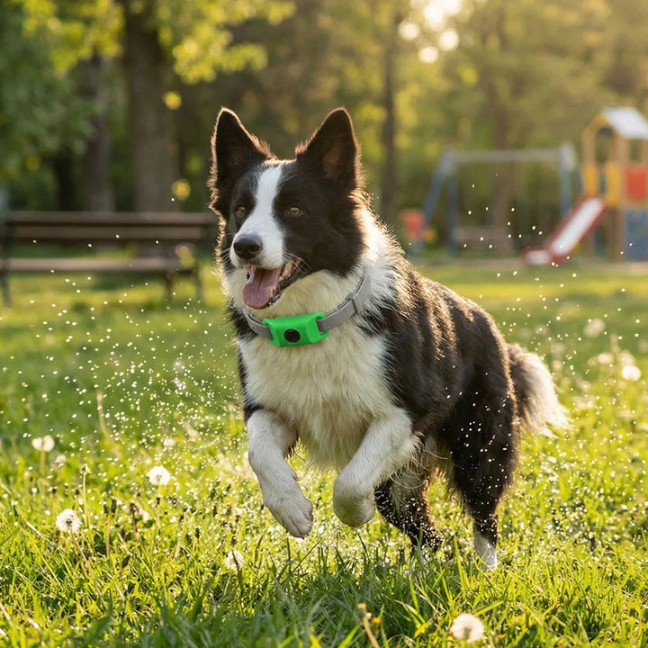 Natural Pet Flea & Tick Control Set Long-Lasting Parasite Prevention
