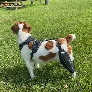 Dog Acl Knee Brace for Torn Acl Leg,Dog Knee Braces for Back Leg Warm Joint and Relieves Joint Pain,Better Recovery For Puppy