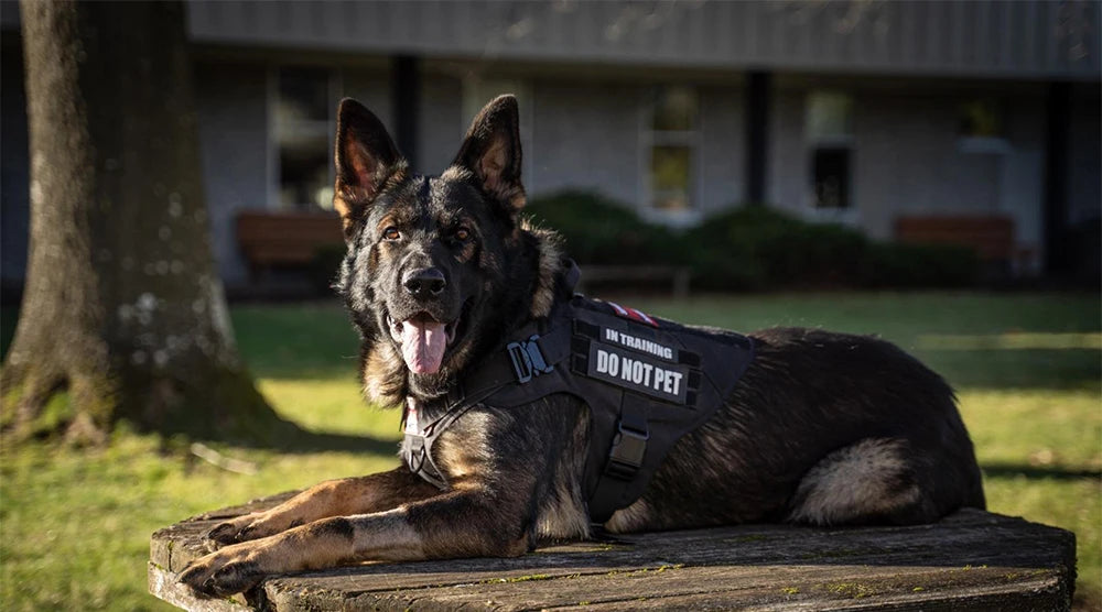 Large Dog Harness And Leash Set Pet German Shepherd Malinois Training