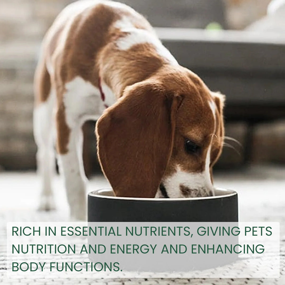Bad Breath Solution for Cats and Dogs