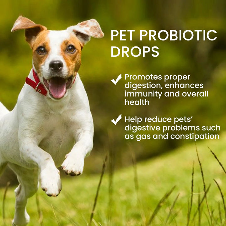 Bad Breath Solution for Cats and Dogs